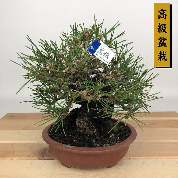 盆栽 松 黒松 樹高 約15cm くろまつ 高級盆栽 Pinus thunbergii クロマツ マツ科 常緑針葉樹 観賞用 小品 v1198438669