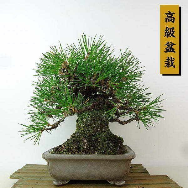 盆栽 松 黒松 樹高 約22cm くろまつ 高級盆栽 Pinus thunbergii クロマツマツ科 常緑針葉樹 観賞用 g1198414333