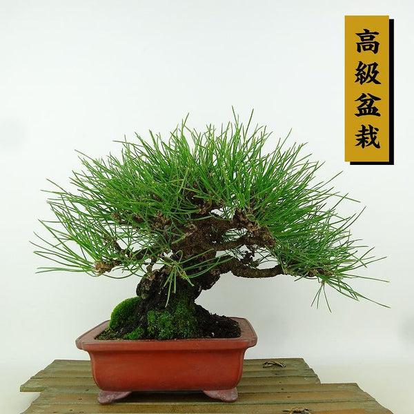 盆栽 松 黒松 樹高 約19cm くろまつ 高級盆栽 Pinus thunbergii クロマツ マツ科 常緑針葉樹 観賞用 小品 o1198424131