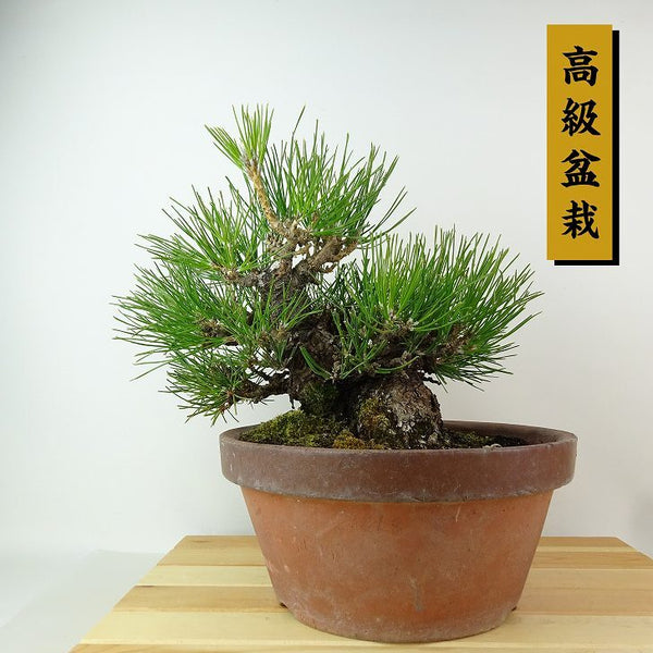 盆栽 松 黒松 樹高 約21cm くろまつ 高級盆栽 Pinus thunbergii クロマツマツ科 常緑針葉樹 観賞用 d1198423479