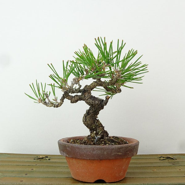 盆栽 松 黒松 樹高 約11cm くろまつ Pinus thunbergii クロマツ マツ科 常緑針葉樹 観賞用 小品 b1198418135