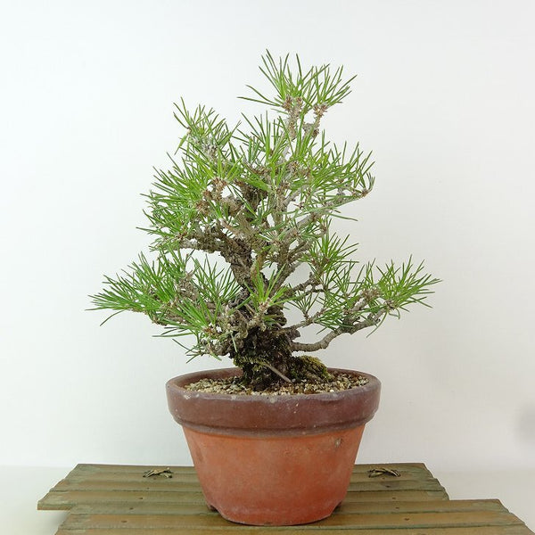 盆栽 松 黒松 樹高 約24cm くろまつ Pinus thunbergii クロマツ マツ科 常緑針葉樹 観賞用 p1198411890