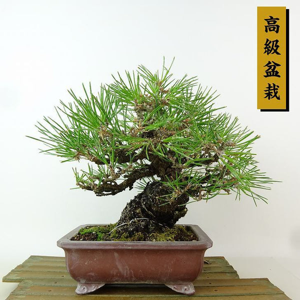 盆栽 松 黒松 樹高 約18cm くろまつ 高級盆栽 Pinus thunbergii クロマツマツ科 常緑針葉樹 観賞用 小品 v1198441810