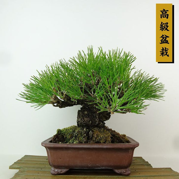 盆栽 松 黒松 樹高 約18cm くろまつ 高級盆栽 Pinus thunbergii クロマツマツ科 常緑針葉樹 観賞用 小品 c1198405547