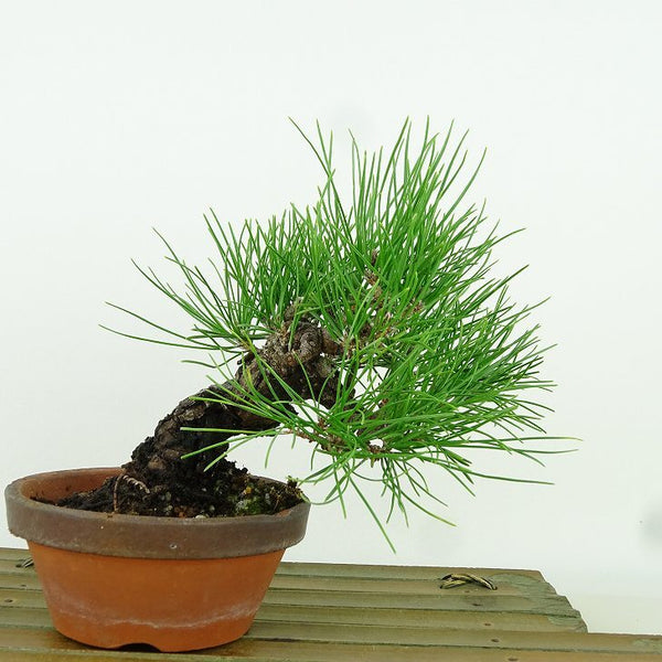 盆栽 松 黒松 樹高 約14cm くろまつ Pinus thunbergii クロマツ マツ科 常緑針葉樹 観賞用 小品 1198409156