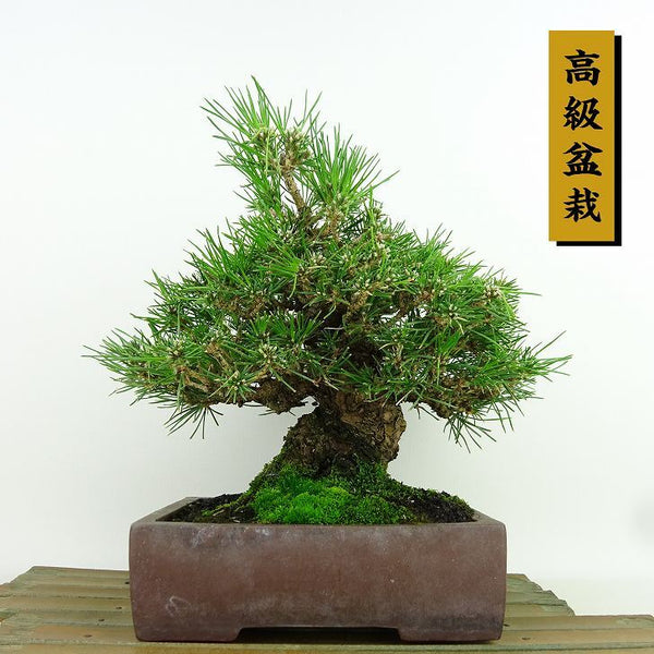 盆栽 松 黒松 樹高 約20cm くろまつ 高級盆栽 Pinus thunbergii クロマツ マツ科 常緑針葉樹 観賞用 小品 o1198425277