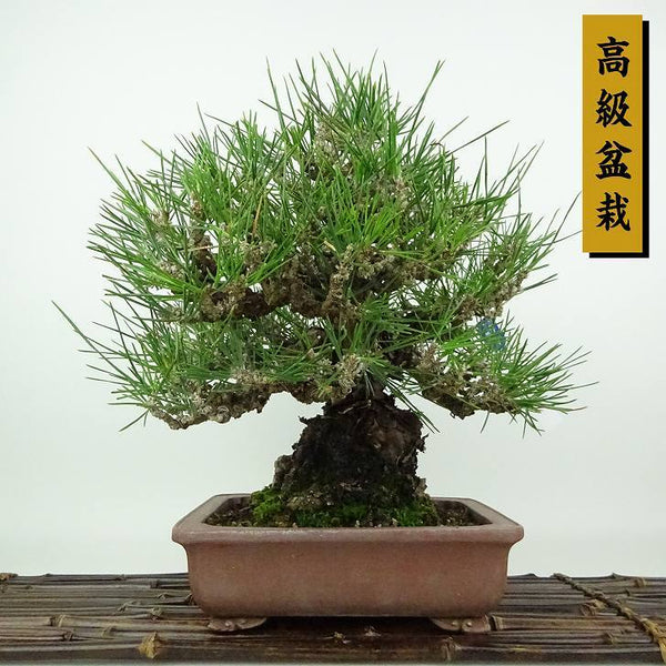 盆栽 松 黒松 樹高 約28cm くろまつ 高級盆栽 Pinus thunbergii クロマツ マツ科 常緑針葉樹 観賞用 w1198412715