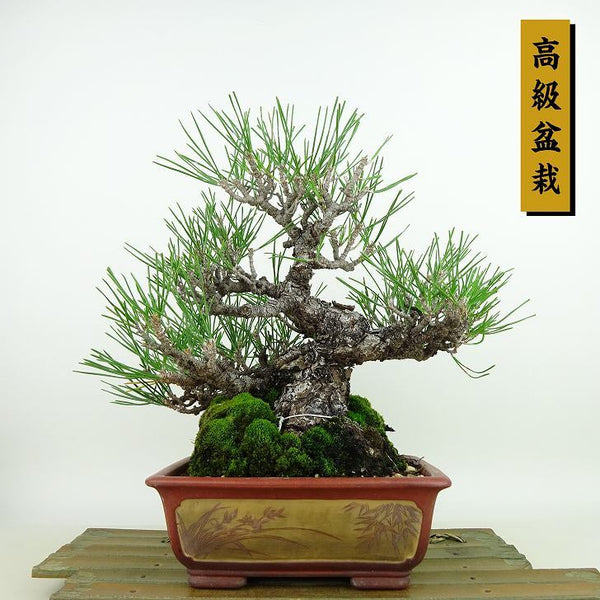 盆栽 松 黒松 樹高 約23cm くろまつ 高級盆栽 Pinus thunbergii クロマツ マツ科 常緑針葉樹 観賞用 s1198410336