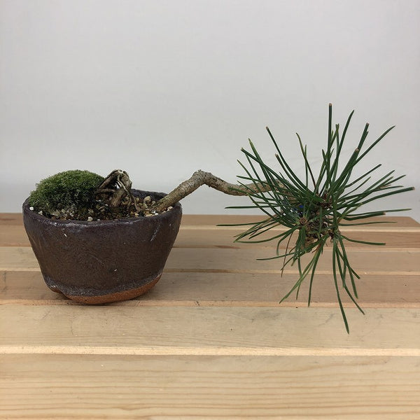 盆栽 松 黒松 樹高 上下 約11cm くろまつ Pinus thunbergii クロマツ マツ科 常緑針葉樹 観賞用 小品 x1198413816