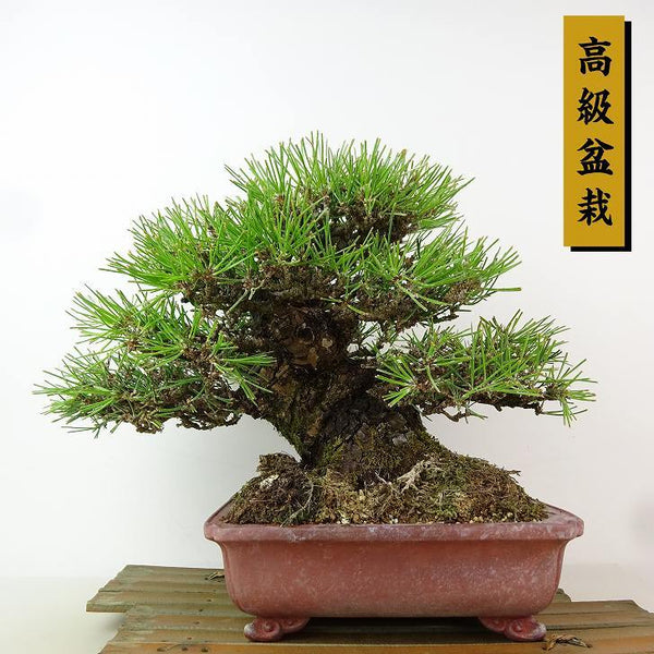 盆栽 松 黒松 樹高 約22cm くろまつ 高級盆栽 Pinus thunbergii クロマツ マツ科 常緑針葉樹 観賞用 u1198429716