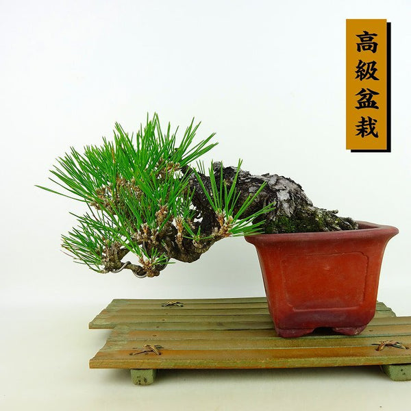 盆栽 松 黒松 樹高 上下 約17cm くろまつ 高級盆栽 Pinus thunbergii クロマツ マツ科 常緑針葉樹 観賞用 小品 f1198411122