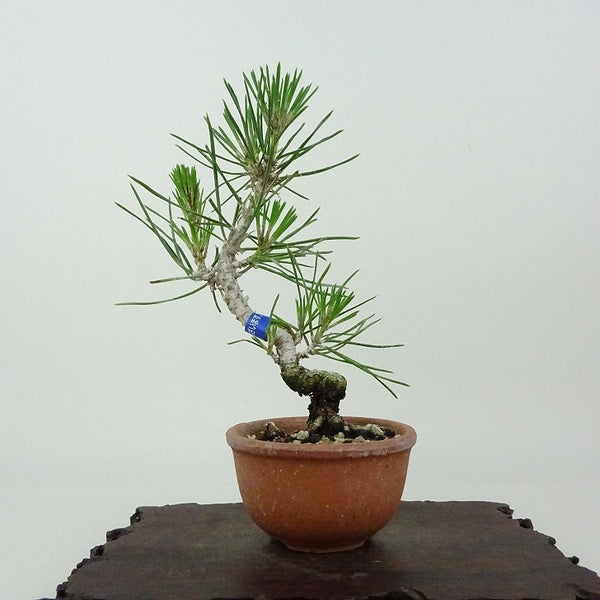 盆栽 松 黒松 樹高 約14cm くろまつ Pinus thunbergii クロマツ マツ科 常緑針葉樹 観賞用 小品 e1198409480