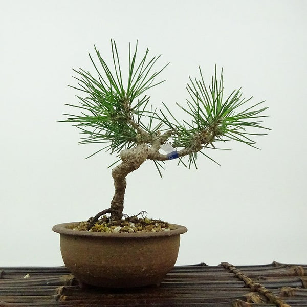 盆栽 松 黒松 樹高 約13cm くろまつ Pinus thunbergii クロマツ マツ科 常緑針葉樹 観賞用 小品 j1198412634