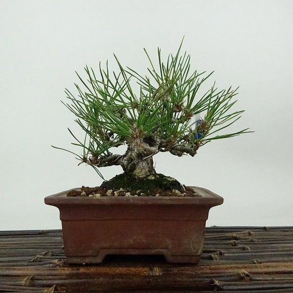 盆栽 松 黒松 樹高 約13cm くろまつ Pinus thunbergii クロマツ マツ科 常緑針葉樹 観賞用 小品 t1198412916