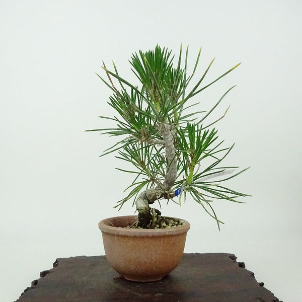 盆栽 松 黒松 樹高 約13cm くろまつ Pinus thunbergii クロマツ マツ科 常緑針葉樹 観賞用 小品 k1198405343