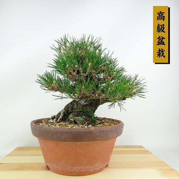 盆栽 松 黒松 樹高 約20cm くろまつ 高級盆栽 Pinus thunbergii クロマツ マツ科 常緑針葉樹 観賞用 小品 b1198420281