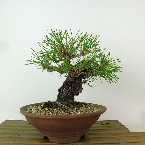 盆栽 松 黒松 錦松 樹高 約16cm にしきまつ Pinus thunbergii ニシキマツ マツ科 常緑針葉樹 観賞用 小品 g1198417592