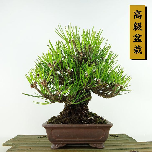 盆栽 松 黒松 樹高 約20cm くろまつ 高級盆栽 Pinus thunbergii クロマツ マツ科 常緑針葉樹 観賞用 小品 l1198409228