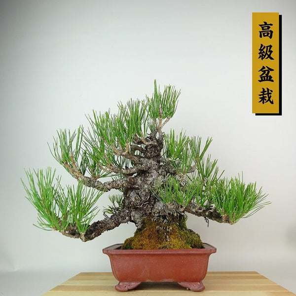 盆栽 松 黒松 樹高 約29cm くろまつ 高級盆栽 Pinus thunbergii クロマツ マツ科 常緑針葉樹 観賞用 1198405018