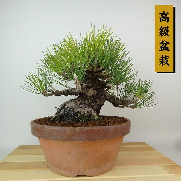 盆栽 松 黒松 樹高 約22cm くろまつ 高級盆栽 Pinus thunbergii クロマツ マツ科 常緑針葉樹 観賞用 f1198406446