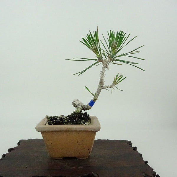 盆栽 松 黒松 樹高 約11cm くろまつ Pinus thunbergii クロマツ マツ科 常緑針葉樹 観賞用 小品 1198402280
