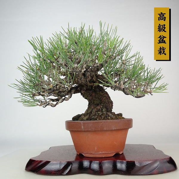 盆栽 松 黒松 樹高 約21cm くろまつ 高級盆栽 Pinus thunbergii クロマツ マツ科 常緑針葉樹 観賞用 p1198413691