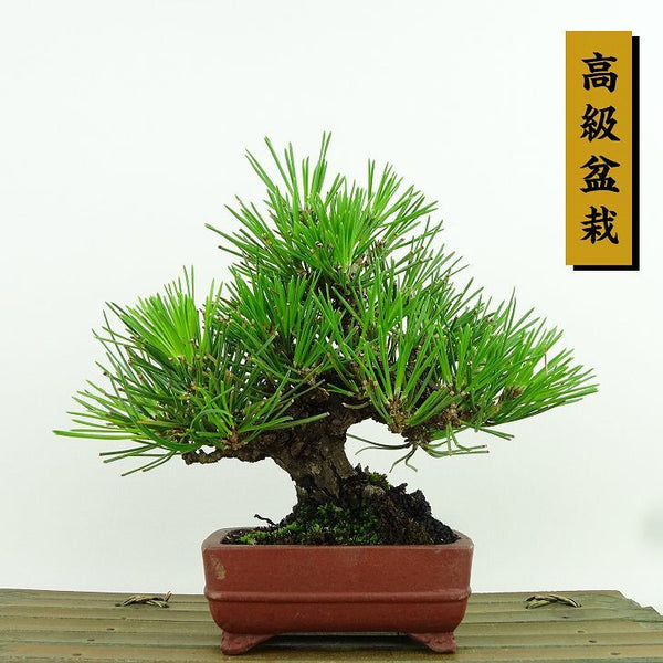 盆栽 松 黒松 樹高 約15cm くろまつ 高級盆栽 Pinus thunbergii クロマツ マツ科 常緑針葉樹 観賞用 小品 h1198427164
