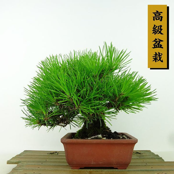 盆栽 松 黒松 樹高 17cm くろまつ 高級盆栽 Pinus thunbergii クロマツ マツ科 常緑針葉樹 観賞用 小品 c1198408876
