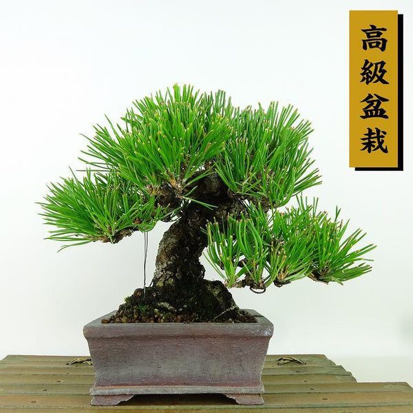 盆栽 松 黒松 樹高 約16cm くろまつ 高級盆栽 Pinus thunbergii クロマツ マツ科 常緑針葉樹 観賞用 小品 u1198429013