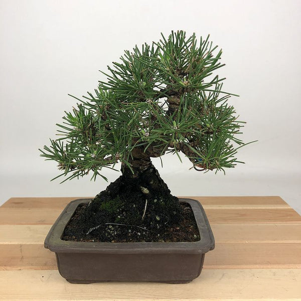 盆栽 松 黒松 樹高 約16cm くろまつ Pinus thunbergii クロマツ マツ科 常緑針葉樹 観賞用 小品 t1198405391