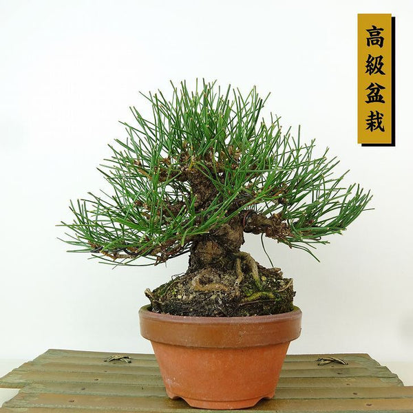 盆栽 松 黒松 樹高 約17cm くろまつ 高級盆栽 Pinus thunbergii クロマツ マツ科 常緑針葉樹 観賞用 小品 k1198409422