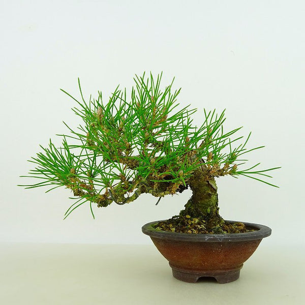 盆栽 松 黒松 樹高 約14cm くろまつ Pinus thunbergii クロマツ マツ科 常緑針葉樹 観賞用 小品 x1198408645
