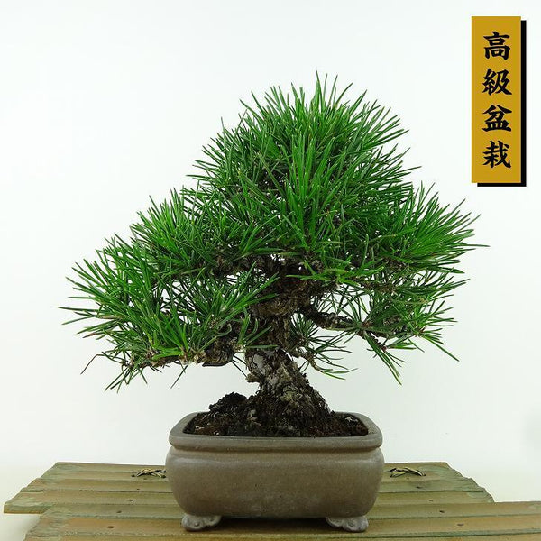 盆栽 松 黒松 樹高 約21cm くろまつ 高級盆栽 Pinus thunbergii クロマツ マツ科 常緑針葉樹 観賞用 e1198417050