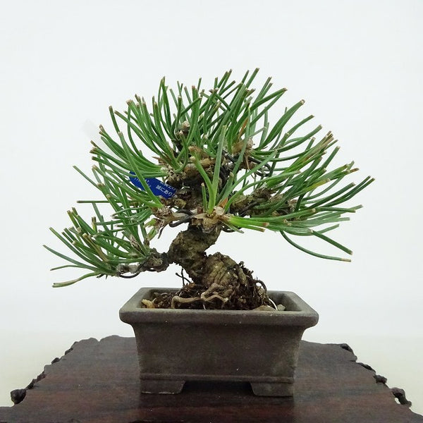 盆栽 松 黒松 樹高 約10cm くろまつ Pinus thunbergii クロマツ マツ科 常緑針葉樹 観賞用 小品 e1198410787