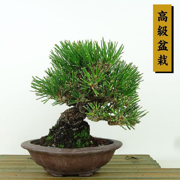 盆栽 松 黒松 樹高 約15cm くろまつ 高級盆栽 Pinus thunbergii クロマツ マツ科 常緑針葉樹 観賞用 小品 c1198408231