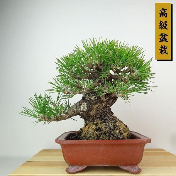 盆栽 松 黒松 樹高 約21cm くろまつ 高級盆栽 Pinus thunbergii クロマツ マツ科 常緑針葉樹 観賞用 p1198412447