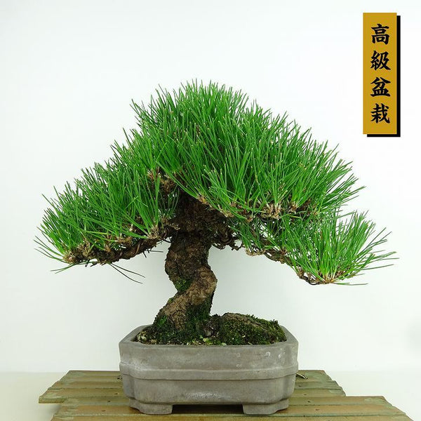 盆栽 松 黒松 樹高 約23cm くろまつ 高級盆栽 Pinus thunbergii クロマツ マツ科 常緑針葉樹 観賞用 g1198422603