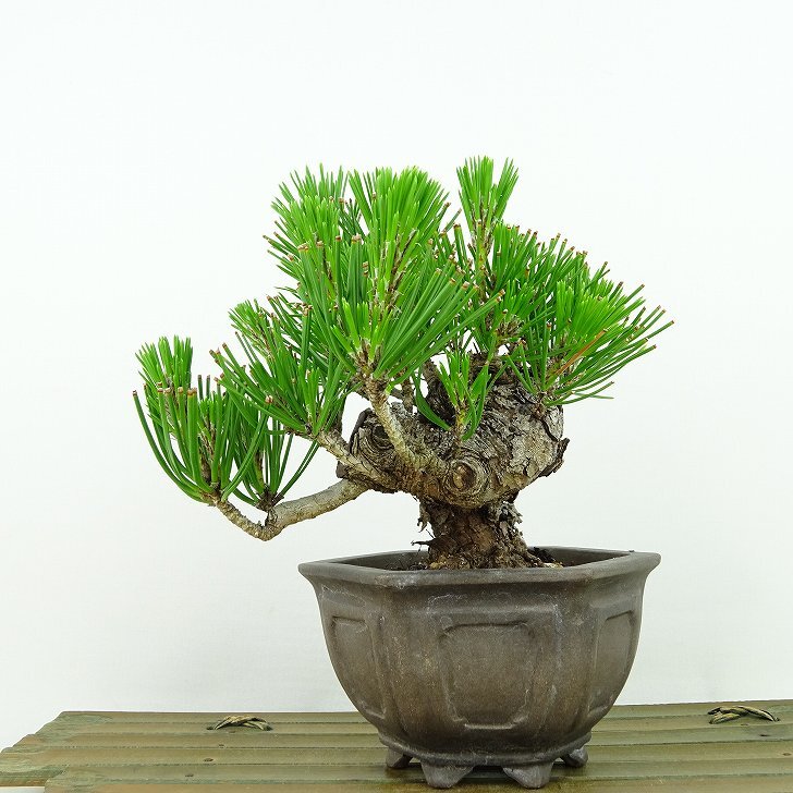 盆栽 松 黒松 樹高 約12cm くろまつ Pinus thunbergii クロマツ マツ科 常緑針葉樹 観賞用 小品 ...