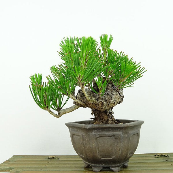 盆栽 松 黒松 樹高 約12cm くろまつ Pinus thunbergii クロマツ マツ科 常緑針葉樹 観賞用 小品 o1198427315