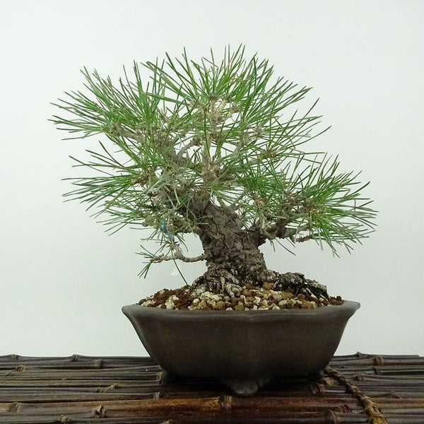 盆栽 松 黒松 樹高 約18cm くろまつ Pinus thunbergii クロマツ マツ科 常緑針葉樹 観賞用 小品 d1198428100