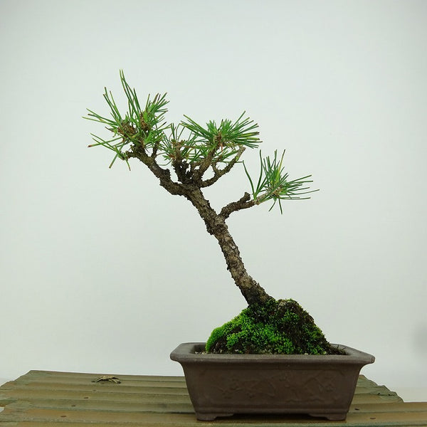 盆栽 松 黒松 樹高 約18cm くろまつ Pinus thunbergii クロマツ マツ科 常緑針葉樹 観賞用 小品 c1198407580
