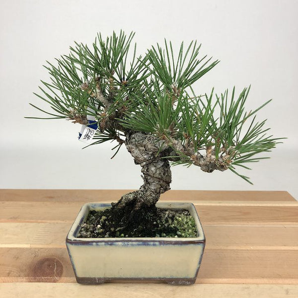 盆栽 松 黒松 樹高 約18cm くろまつ Pinus thunbergii クロマツ マツ科 常緑針葉樹 観賞用 小品 c1198413353