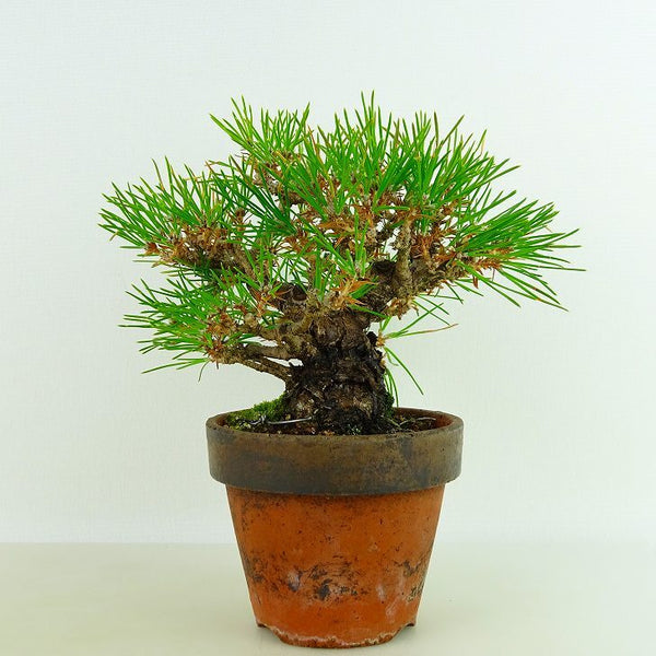 盆栽 松 黒松 樹高 約14cm くろまつ Pinus thunbergii クロマツ マツ科 常緑針葉樹 観賞用 小品 x1198409941