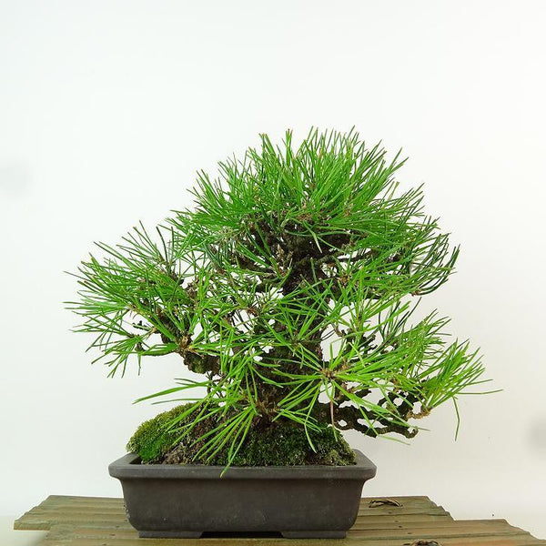 盆栽 松 黒松 樹高 約20cm くろまつ Pinus thunbergii クロマツ マツ科 常緑針葉樹 観賞用 小品 e1198412028