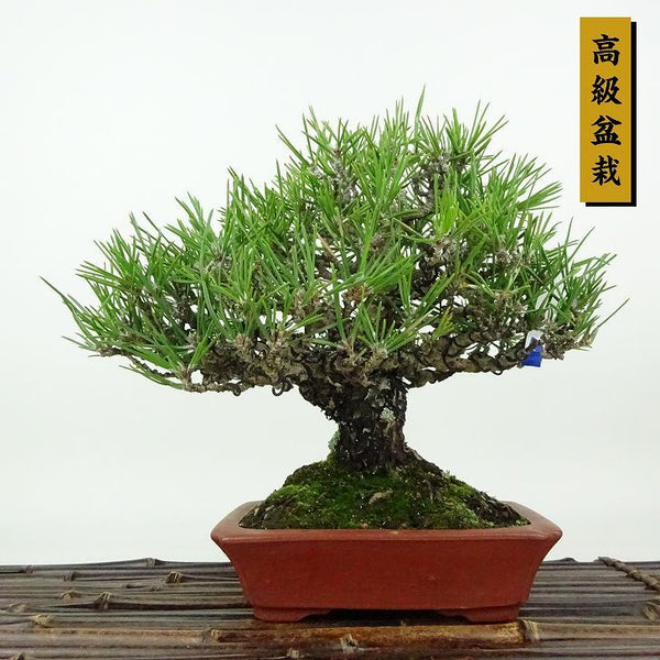 盆栽 松 黒松 樹高 約19cm くろまつ 高級盆栽 Pinus thunbergii クロマツ マツ科 常緑針葉樹 観賞用 小品 s1198415512