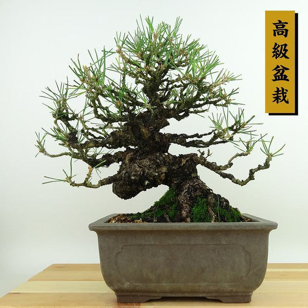 盆栽 松 黒松 樹高 約23cm くろまつ 高級盆栽 Pinus thunbergii クロマツ マツ科 常緑針葉樹 観賞用 u1198430208