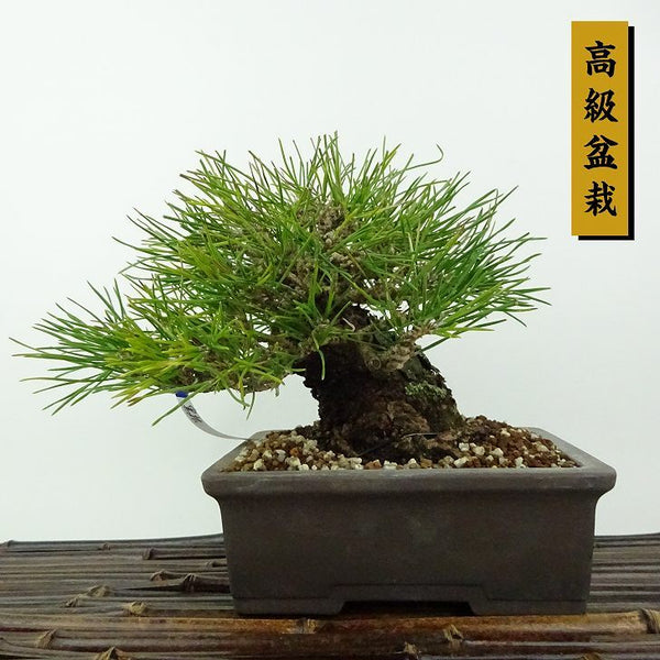 盆栽 松 黒松 樹高 約15cm くろまつ 高級盆栽 Pinus thunbergii クロマツ マツ科 常緑針葉樹 観賞用 小品 n1198411077