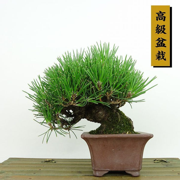 盆栽 松 黒松 樹高 約13cm くろまつ 高級盆栽 Pinus thunbergii クロマツ マツ科 常緑針葉樹 観賞用 小品 t1198405392