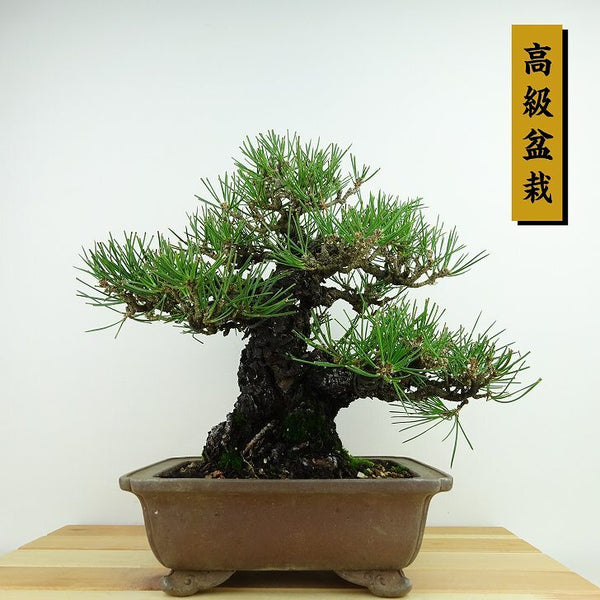 盆栽 松 黒松 樹高 約25cm くろまつ 高級盆栽 Pinus thunbergii クロマツ マツ科 常緑針葉樹 観賞用 q1198418754