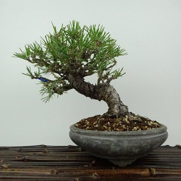 盆栽 松 黒松 樹高 約15cm くろまつ Pinus thunbergii クロマツ マツ科 常緑針葉樹 観賞用 小品 d1198419846